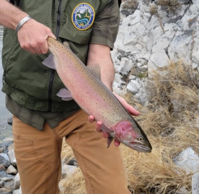 Lahontan cutthroat trout survey starts soon at Lake Lenore Washington